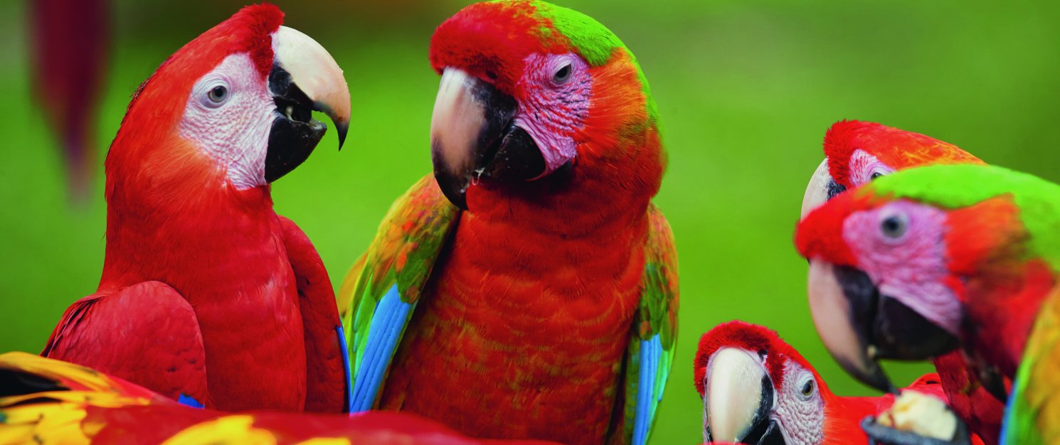 Несколько цветных попугаев.