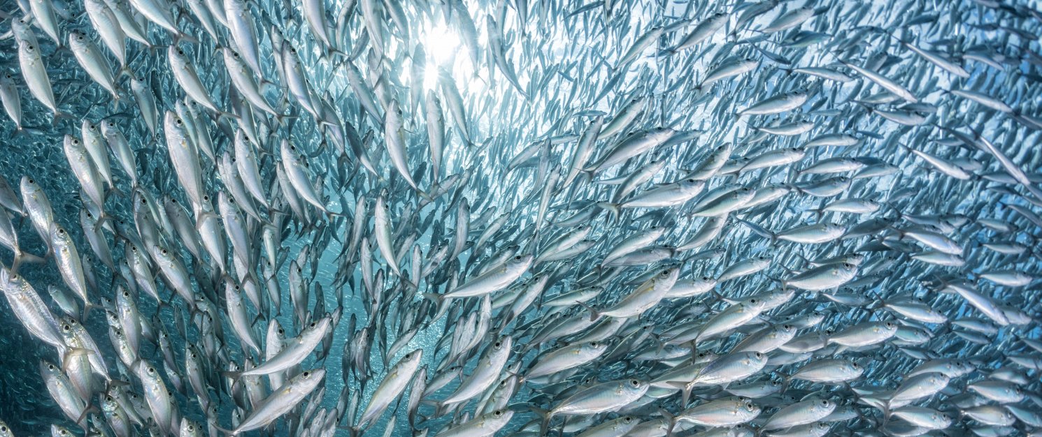 Swarm of silver-coloured fish. 